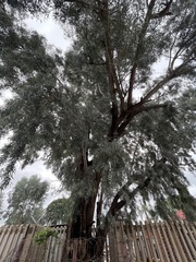 Eucalyptus microtheca