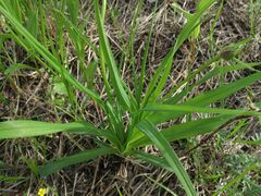 Hemerocallis minor