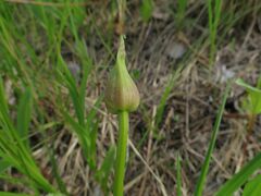 Hemerocallis minor