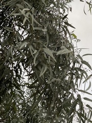 Eucalyptus microtheca