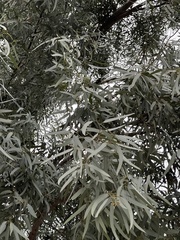 Eucalyptus microtheca