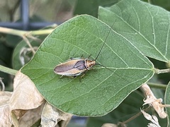 Balta bicolor