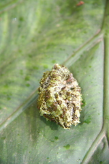 Theloderma corticale