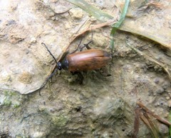 Pseudocistela ceramboides