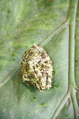 Theloderma corticale