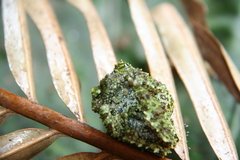 Theloderma corticale