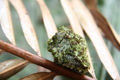 Theloderma corticale