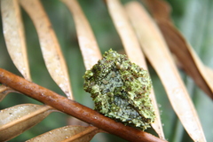 Theloderma corticale