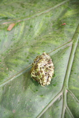 Theloderma corticale