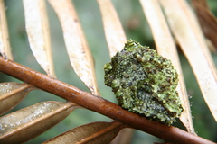 Theloderma corticale