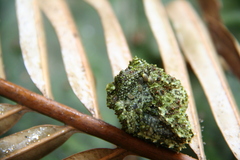 Theloderma corticale