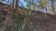 Yucca aloifolia