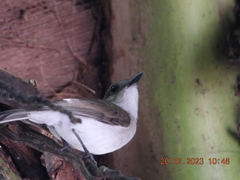 Pachycephala cinerea