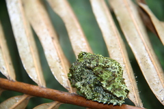 Theloderma corticale