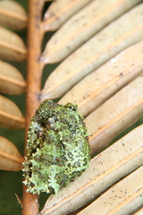 Theloderma corticale