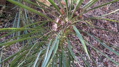 Yucca aloifolia