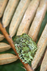 Theloderma corticale