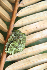 Theloderma corticale