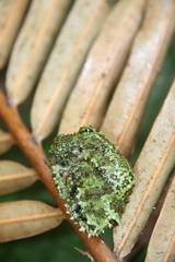 Theloderma corticale