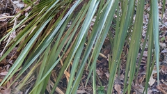 Yucca aloifolia