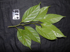 Ochanostachys amentacea