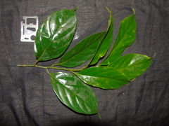 Ochanostachys amentacea