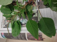 Amaranthus blitum