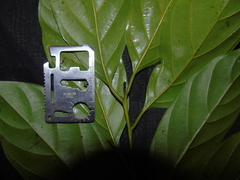 Ochanostachys amentacea