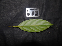 Ochanostachys amentacea