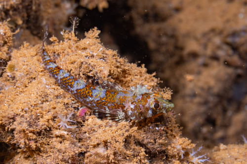 Thomas' triplefin (Norfolkia thomasi) — Tripterygiidae