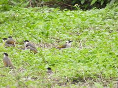 Pycnonotus taivanus × sinensis