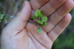 Helichrysum lanceolatum