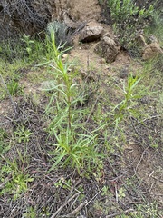 Malacothrix saxatilis