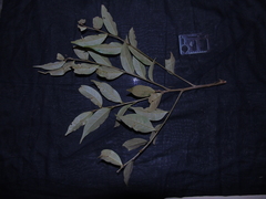 Castanopsis acuminatissima