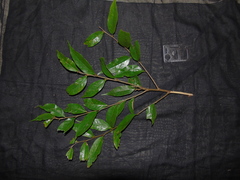 Castanopsis acuminatissima
