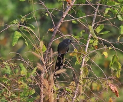 Phaenicophaeus viridirostris