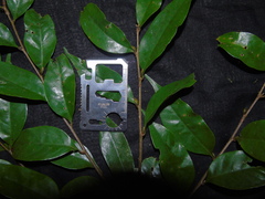 Castanopsis acuminatissima