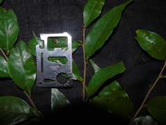 Castanopsis acuminatissima