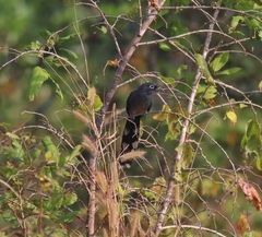 Phaenicophaeus viridirostris