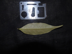 Castanopsis acuminatissima