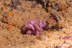 Sporadotrema