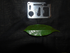 Castanopsis acuminatissima