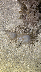 Isarachnanthus