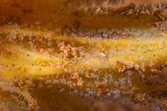 Entoprocta