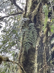 Asplenium wilfordii