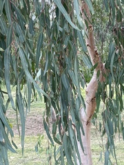 Eucalyptus melliodora