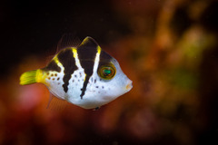 Paraluteres prionurus