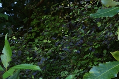 Coprosma rotundifolia