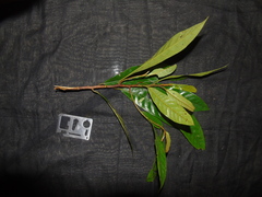 Ardisia