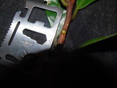 Ardisia